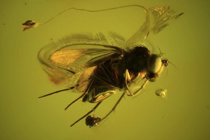 Detailed Fossil Dance Fly (Empididae) - Excellent Eyes #102760